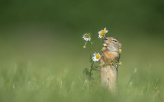 Prairie squirrel daisy field flowers - impressionist free wallpaper