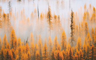 Foggy forest trees autumn leaves - tall tree free wallpaper