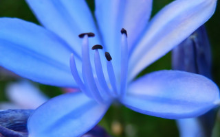 Blue flower green background macro 3 - macro photography free wallpaper