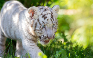 White tiger cub walking grass - looking free wallpaper