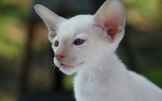 White kitten blue eyes blurry - a white kitten free wallpaper
