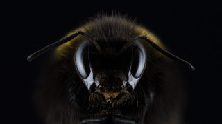 Bee horned macro monster realistic - horn free wallpaper