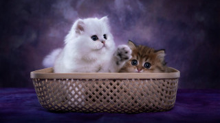 Two kittens basket purple background - a purple background free wallpaper