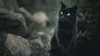 Black cat rock woods serious - a black cat free wallpaper