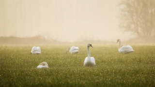 Swans grass fog tiltshift softlight - tonalism free wallpaper