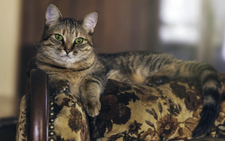 Regal floral cat green eyes - regal free wallpaper