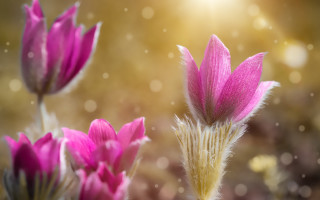 Flower bokeh hydrangea lotus pink - a blurry background behind free wallpaper for desktop