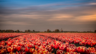 Tulips windmill autumn cloudy sunset - the distance free wallpaper