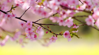 Pink flowers branch spring blossoms - chang daichien free wallpaper