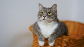 Serious black cat in basket - a serious look free wallpaper