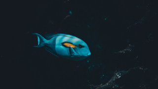 Blue fish yellow eye night 2 - bioluminescence free wallpaper