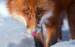 Fox tongue out snow macro - its tongue free wallpaper