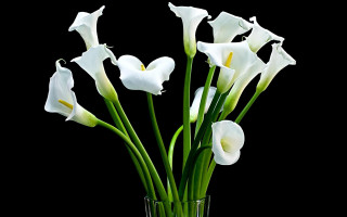 White flower vase still life - top of a table next free wallpaper
