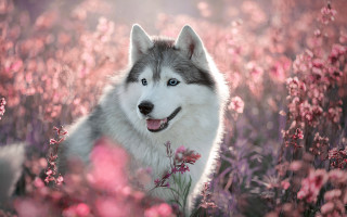 Husky flower field pink blossoms - a husky dog free wallpaper
