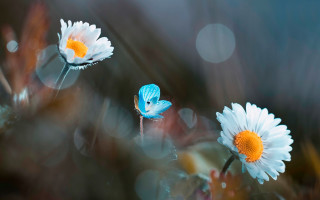 Blue butterfly white flower macro - a blurry background of flowers free wallpaper