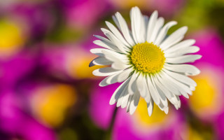 White flower yellow center bokeh 2 - a yellow center free wallpaper
