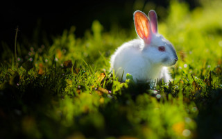 White rabbit dew grass christmas - a white rabbit free wallpaper