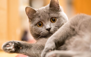 Grey cat table door floor - a wooden door free wallpaper