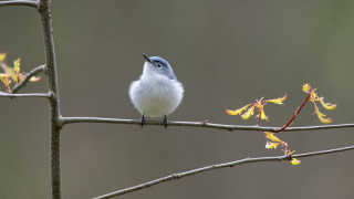 Bird sky flying wings feather - free bird wallpaper for desktop