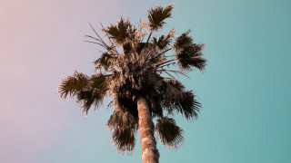 Palm tree blue sky clouds 8 - palm tree free wallpaper