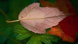 Leaf water droplets green stem 2 - a green plant stem free wallpaper
