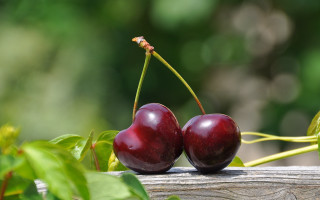Cherry branch leaves wooden background - a blurry background free wallpaper for desktop