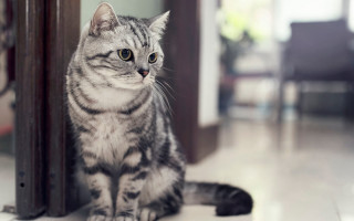 Cat bokeh blurry background photorealistic - carlos catasse free wallpaper for desktop
