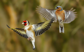 Flying birds wings spread feathered - two bird free wallpaper