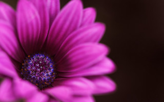 Purple flower macro blurry background 2 - a purple flower free wallpaper