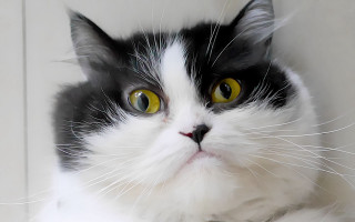 Black white yellow eyes serious - cat free wallpaper