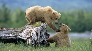 Bear cub playing log grass - in a field of grass and trees free wallpaper