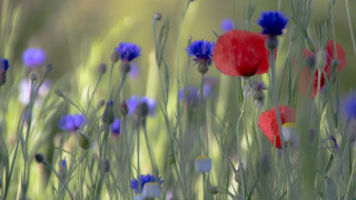 Flower field poppy cornflowers shallow - a field of flowers free wallpaper