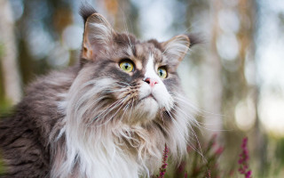 Longhaired cat greeneyes renaissance regal - alexander jansson free wallpaper