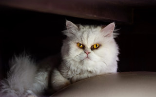 White cat yellow eyes serious - serious free wallpaper
