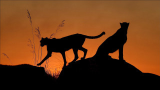 Cats silhouette rock sunset brothers - two cat free wallpaper