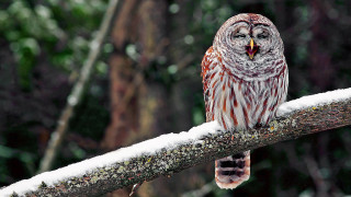 Barred owl snow branch open - a branch in the snow free wallpaper