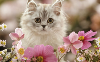 Sad cat flower field impressionism - still free wallpaper