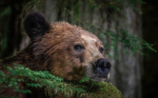Brown bear branch woodland green - green foliage free wallpaper