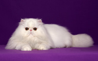 White cat longhair purple rococo - a white cat free wallpaper