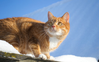 Cat roof snow curious blue - curious free wallpaper