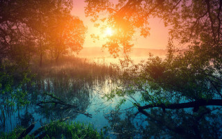 Lake tree sun fog autumn 2 - anthony s waters free wallpaper