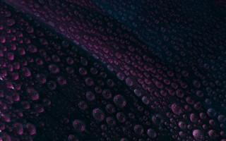 Purple black water droplets rose - background free wallpaper for desktop