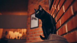 Black cat brick wall clock - the wall free wallpaper