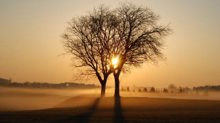 Foggy tree sunset reflection silhouette - sunrise free wallpaper