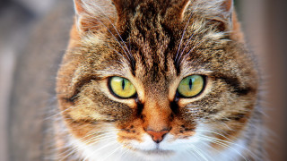 Cat green eyes macro photorealism - symmetrical free wallpaper