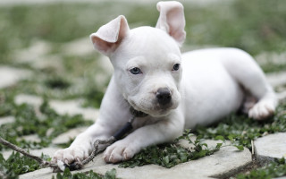 White puppy grass stick ball - a white puppy free wallpaper