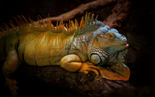 Large lizard tree branch spikes - david young cameron free wallpaper