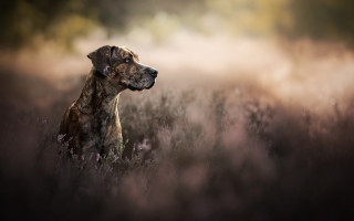 Dog tallgrass blurrybackground photorealistic elkevogelsang - tall grass free wallpaper