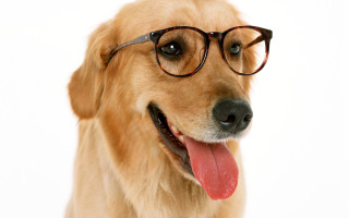 Dog glasses tongue out looking - its tongue free wallpaper