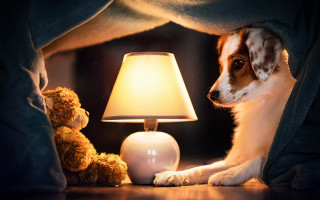Dog blanket lamp teddy night - the floor next free wallpaper